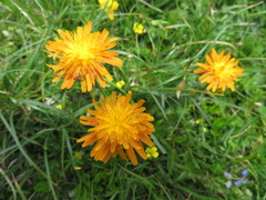 Crepis aurea