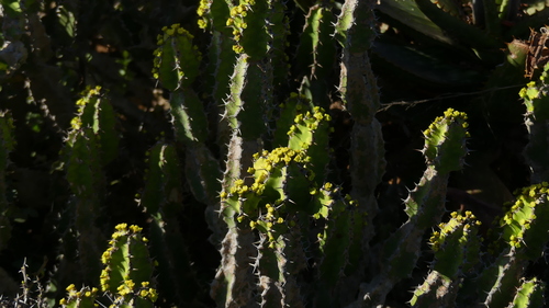 Euphorbia pseudocactus, photograph 4