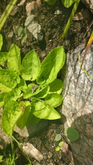 Viola alexandrowiana