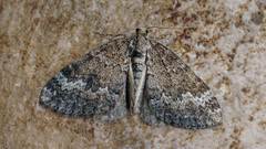 Perizoma hydrata