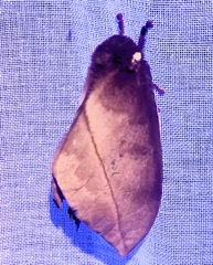 Automeris zugana