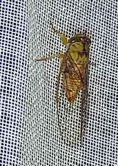 Chrysolasia guatemalena