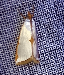 Argyria rufisignella