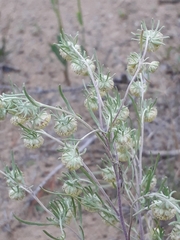 Artemisia jacutica