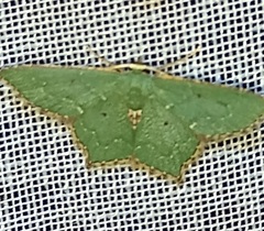 Chloropteryx diluta