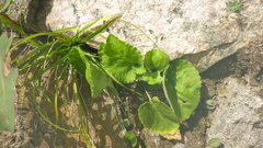 Viola alexandrowiana