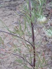 Artemisia jacutica