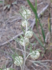 Artemisia jacutica