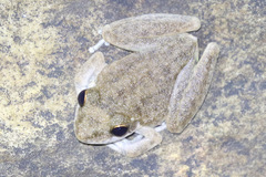 Litoria rothii