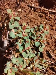 Euphorbia inaequilatera