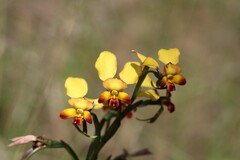 Diuris brumalis