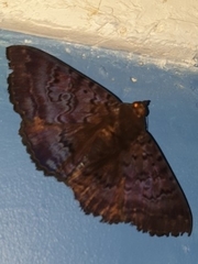Speiredonia spectans