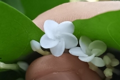 Rauvolfia verticillata