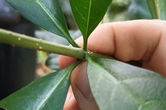 Rauvolfia verticillata