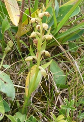 Dactylorhiza viridis