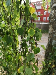 Betula pendula