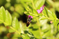 Megachile disjunctiformis