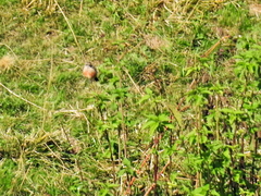 Saxicola rubicola