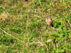Saxicola rubicola
