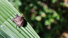 Aeschrocoris obscurus