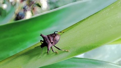 Aeschrocoris obscurus