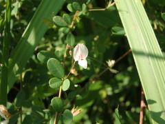 Lespedeza virgata