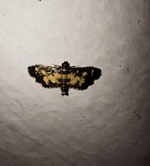 Eurrhyparodes bracteolalis