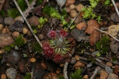 Drosera hyperostigma