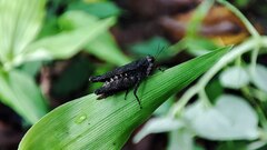 Eucriotettix oculatus