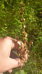 Rumex gmelinii