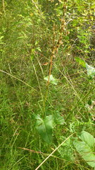 Rumex gmelinii