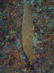 Polyandrocarpa colemani