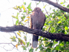 Streptopelia semitorquata