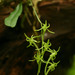 Mystacidium tanganyikense - Photo (c) Bart Wursten, algunos derechos reservados (CC BY-NC), subido por Bart Wursten