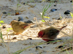 Lagonosticta senegala rendalli