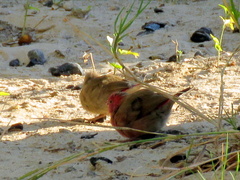 Lagonosticta senegala rendalli