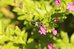 Megachile disjunctiformis