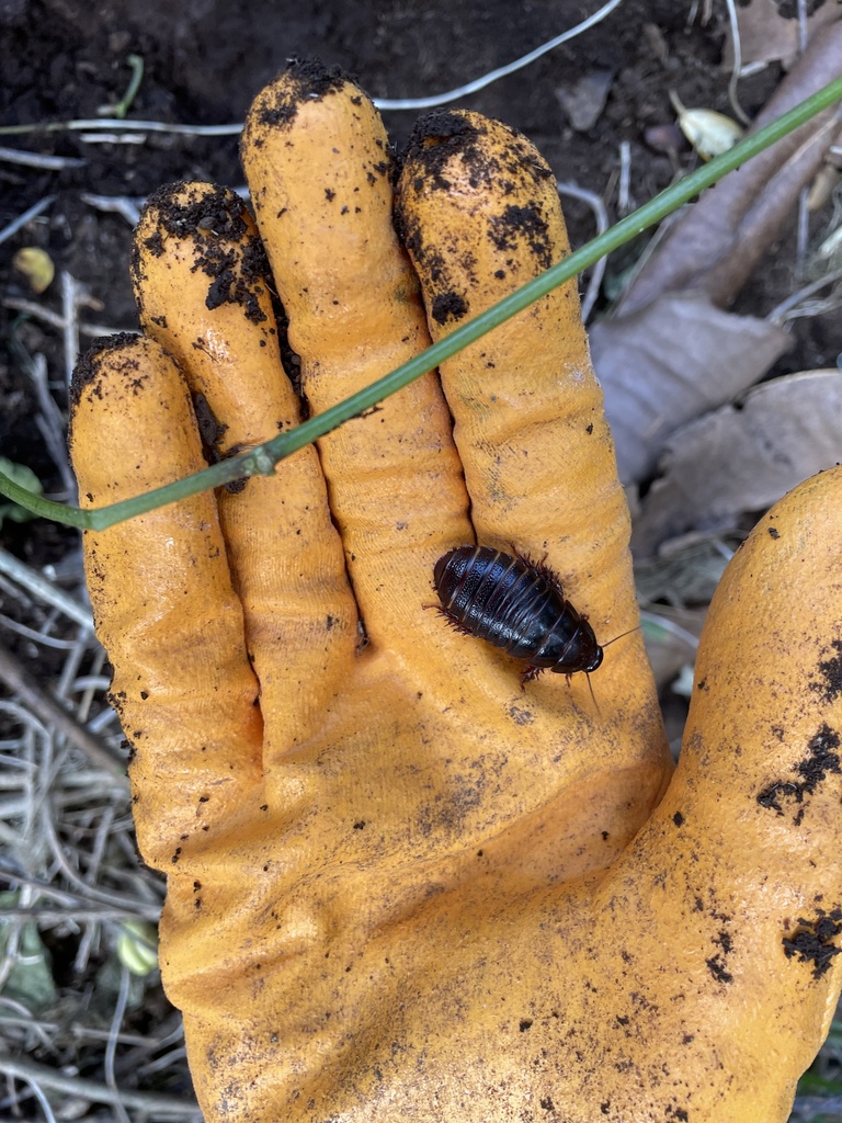 Lord Howe Island Woodfeeding Cockroach from Lord Howe Island Permanent