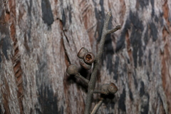 Eucalyptus tindaliae