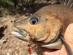 Hephaestus fuliginosus