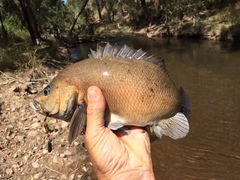 Hephaestus fuliginosus