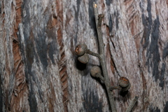 Eucalyptus tindaliae