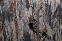 Eucalyptus tindaliae