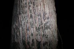 Eucalyptus tindaliae