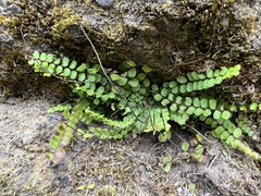 Asplenium trichomanes trichomanes
