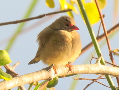 Lagonosticta senegala rendalli