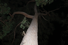 Eucalyptus tindaliae