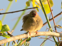 Lagonosticta senegala rendalli