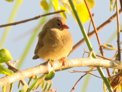 Lagonosticta senegala rendalli
