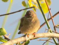 Lagonosticta senegala rendalli